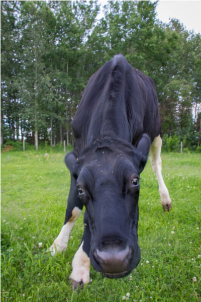 A close-up of Beef's face. 