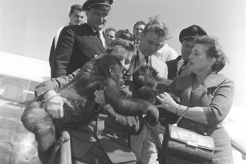 Fatou-arriving-at-berlin-tempelhof-airport-in-1959-met by fellow gorilla knorke