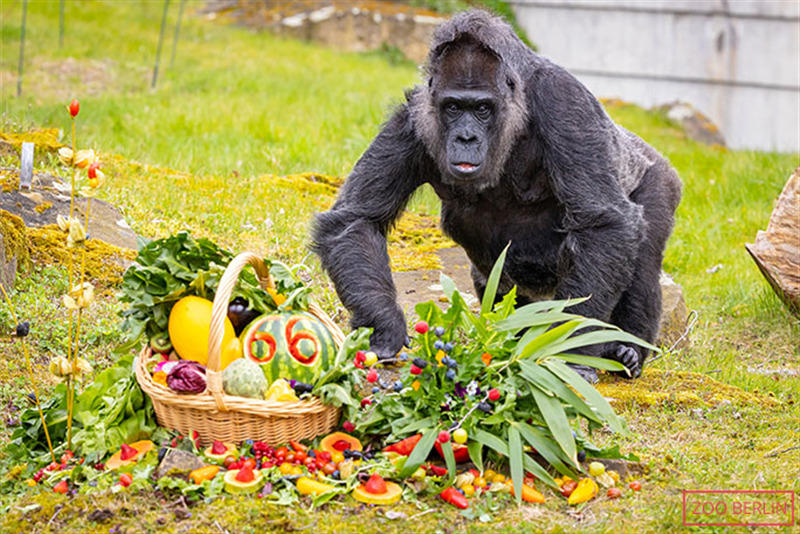 fatou-celebrating-her-66th-birthday-with-a-fruit-basket-in-2023