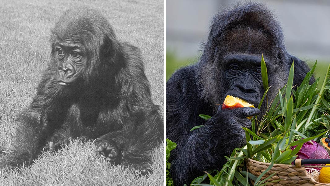 Split image of Fatou as a baby and now