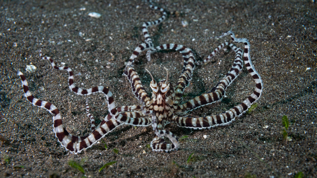 The mimic octopus