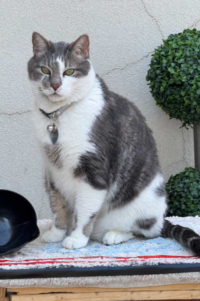 Oscar the cat