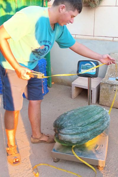 the melon being weighed
