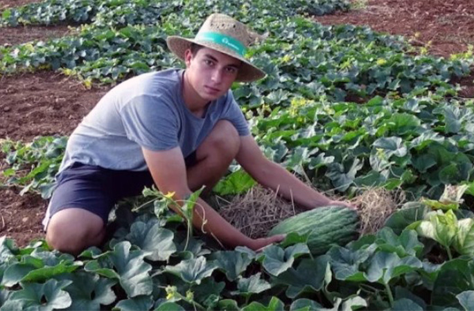 the melon in a field