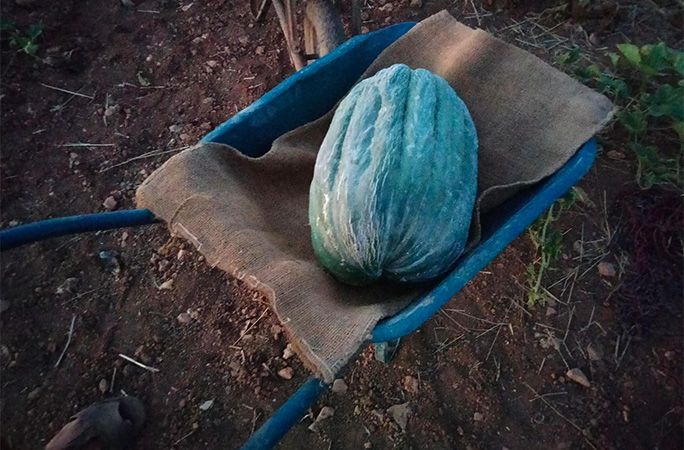 the melon in a wheelbarrow