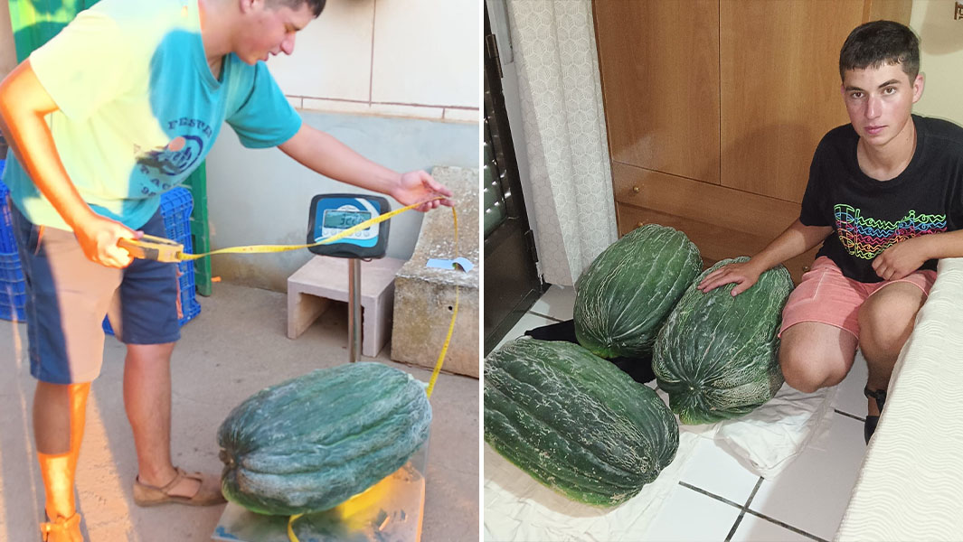 split image of the heaviest cantaloupe melon being weighed and record holder posing with three of them