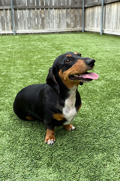 Jerry sitting on the grass