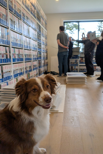 dog watching puzzles being counted