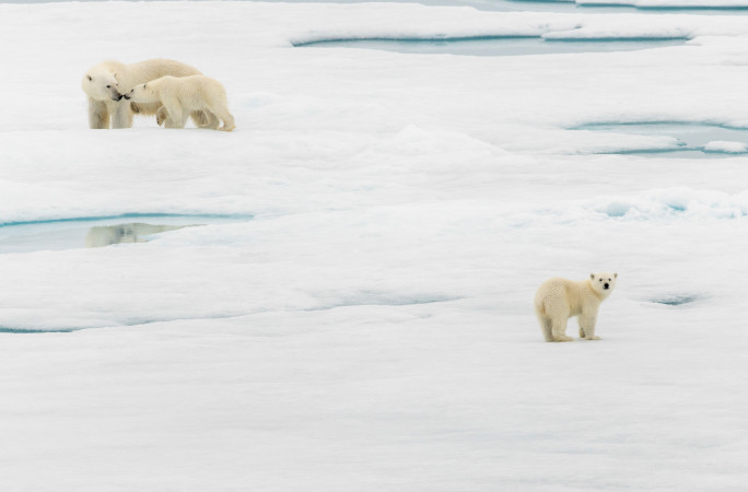 Polar bears at the North Pole