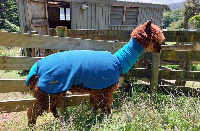 Wainui in his coat
