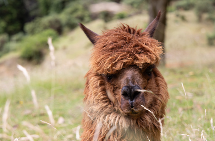 Wainui looking at the camera