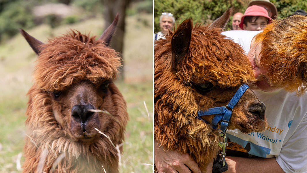 split image of oldest alpaca posing and with his owner