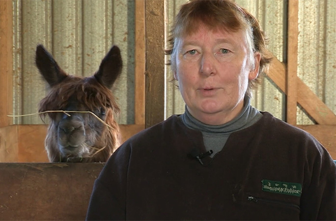 oldest alpaca Wainui with his owner Vicki