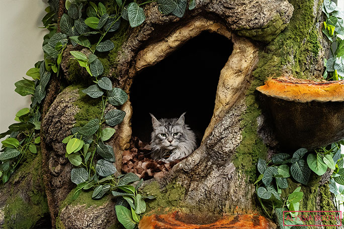 altair-lying-on-one-of-the-tree's-internal-platforms-and-looking-out-through-a-knot-hole