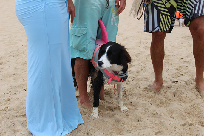 boo-the-collie-set-the-fastest-50-m-paddleboarding-with-her-carer-Benn-Gray