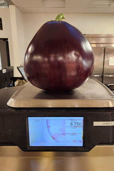 heaviest-aubergine-eggplant-being-weighed-at-market-in-pennsylvania