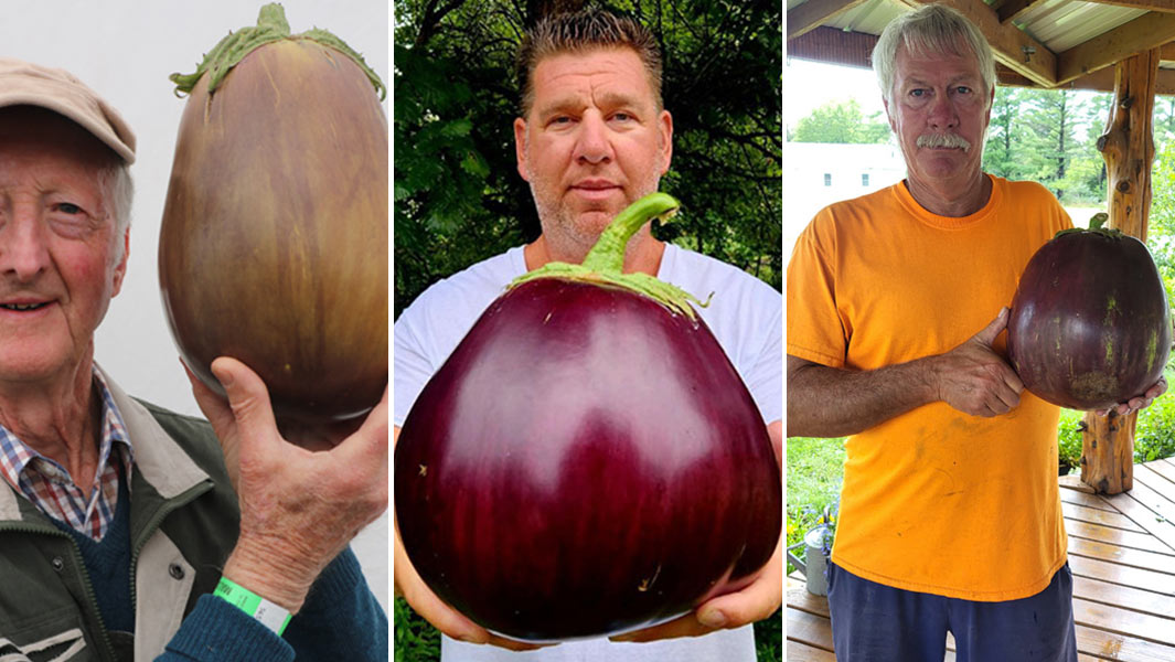 Last three record holders for the heaviest aubergine left to right Peter Glazebrook Erik Gunstrom and Dave Bennett