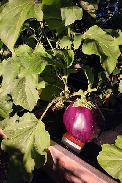 heaviest-eggplant-aubergine-while-growing-on-plant