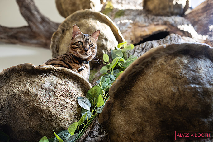 looking-up-the-trunk-of-the-tree-with-cat-looking-down-sitting-on-one-of-the-bracket-fungi