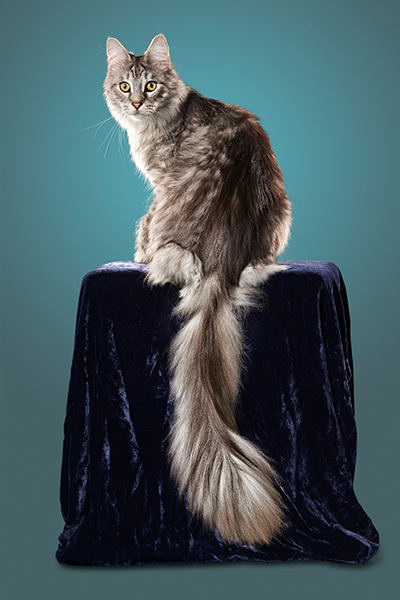 maine-coon-cygnus-former-holder-of-longest-tail-on-a-domestic-cat