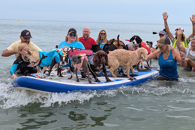 most-dogs-on-a-paddleboard-riding-the-wave-into-shore-at-the-uk-dog-surfing-championships