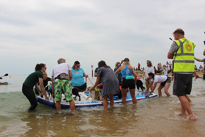 most-dogs-on-a-paddleboard---starting-to-assemble-the-pooches-on-the-board