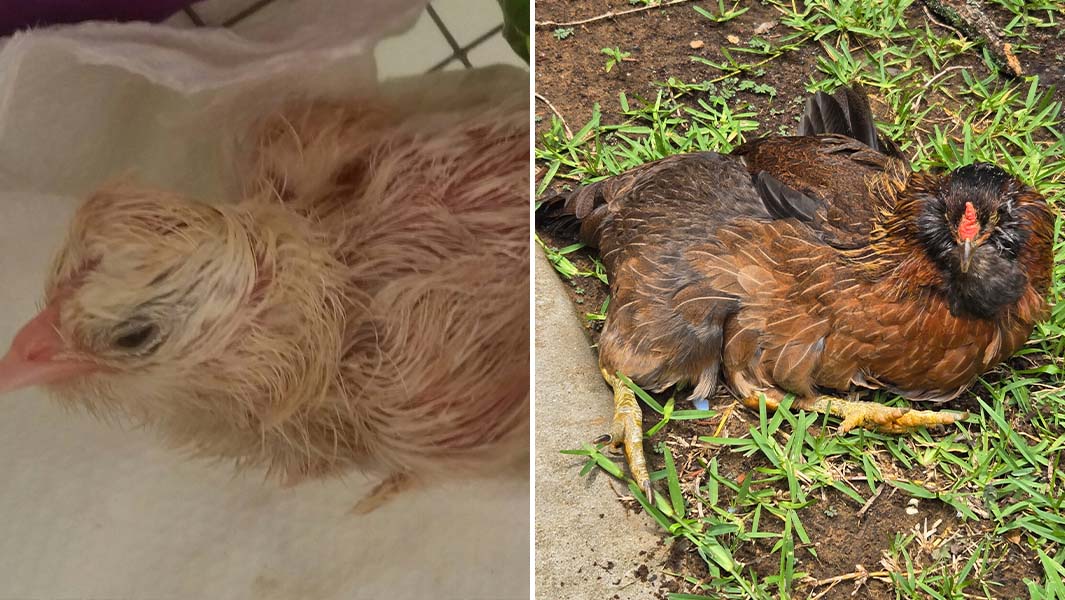Split image of the oldest chicken as a chick and as a hen