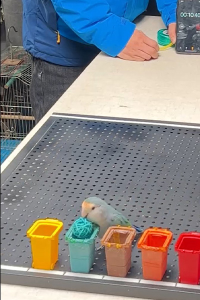 parrot putting blue ball in blue bin