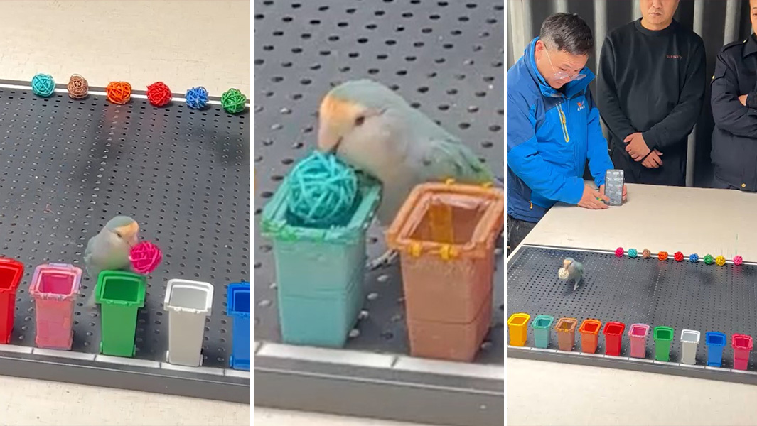 split header of parrot identifying colours