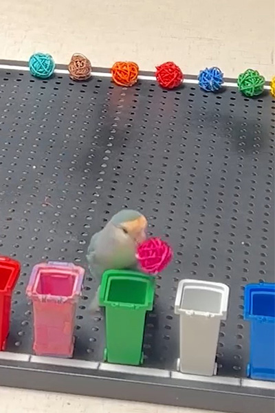 parrot taking pink ball to the right bin