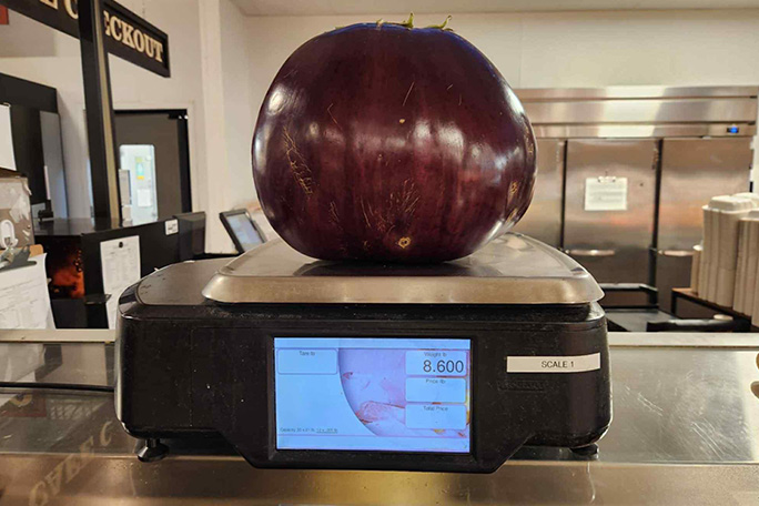 second-ever-heaviest-aubergine-being-weighed-at-market-in-pennsylvania