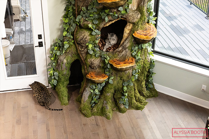 tallest-cat-fenrir-and-former-holder-of-longest-tail-on-a-cat-altair-investigating-the-base-of-the-cat-tree