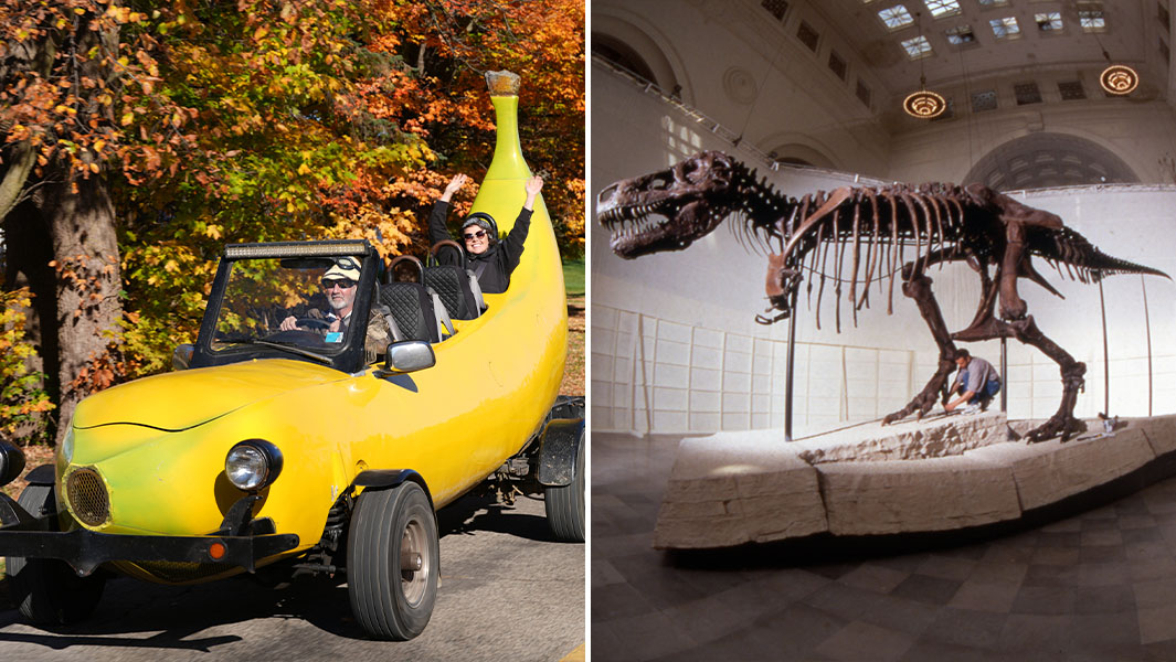 Split image of banana car and T Rex skeleton