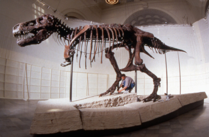 Sue's skeleton