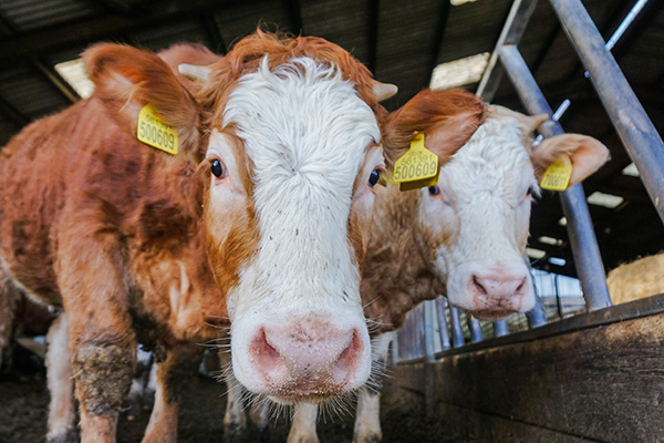 brown cow in a dairy farm