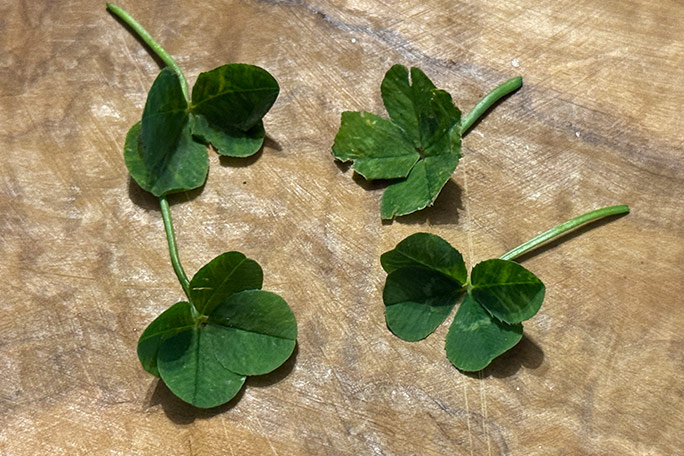 clover-the-sunflower-took-its-name-from-the-many-four-leaf-clovers-that-keenai-babich-found-and-placed-on-it-for-good-luck