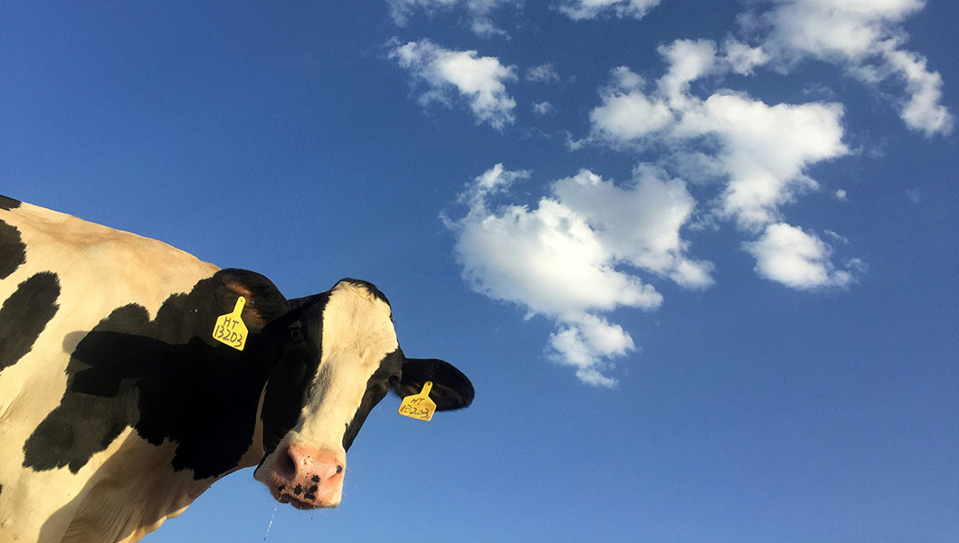 Cow with blue background and sky