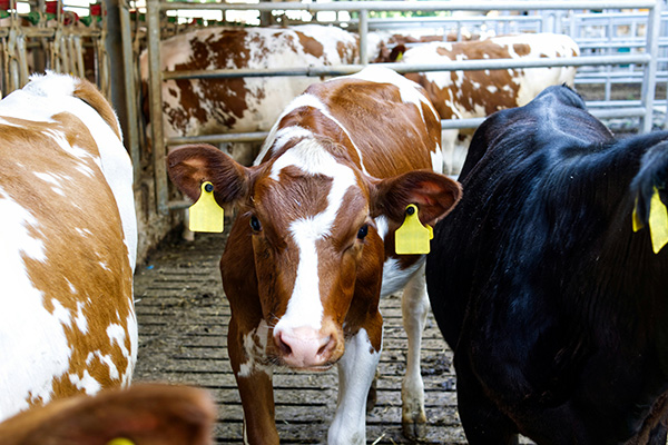 cow looking directly at camera
