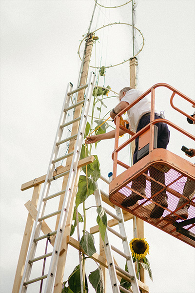final-top-measurement-of-the-sunflower-being-taken-on-the-raised-platform-of-a-cherry-picker