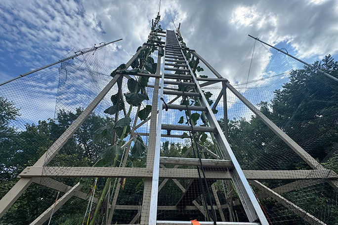ladder-leading-up-the-support-structure-built-to-protect-the-giant-sunflowers