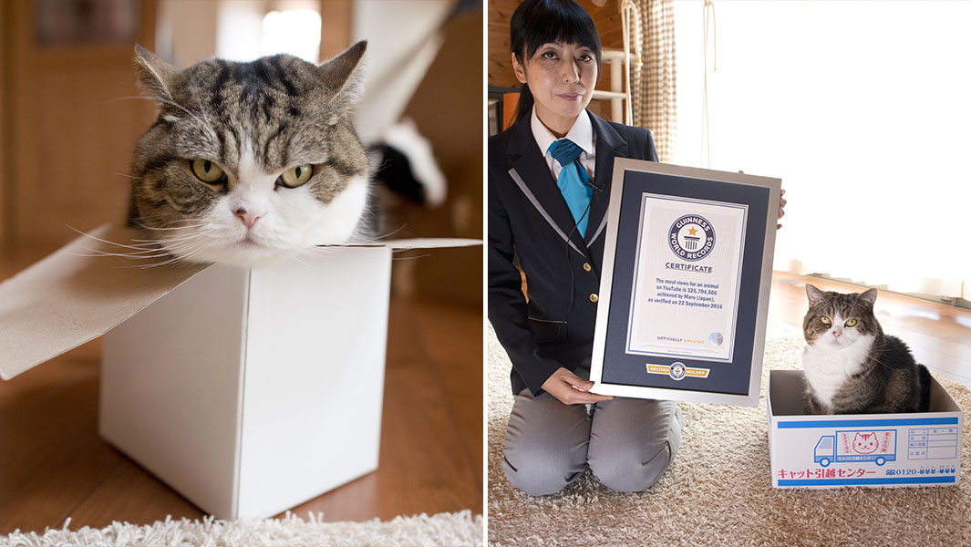 Maru the cat sitting in a box and getting his certificate