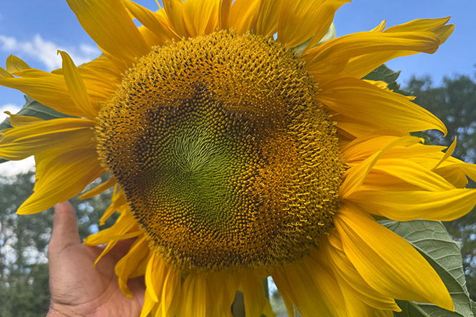 shot-of-the-main-sunflower-head-on-clover-which-bloomed-in-late-july
