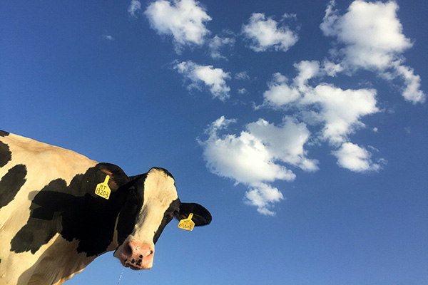 Cow with black and white sky