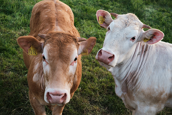 two cows in the grass