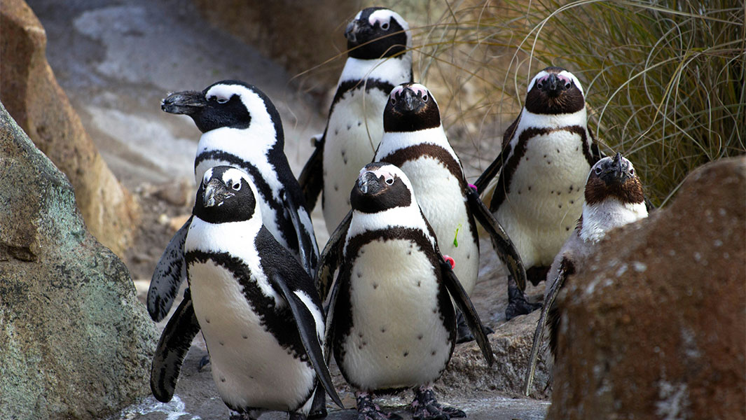 generic image of penguins