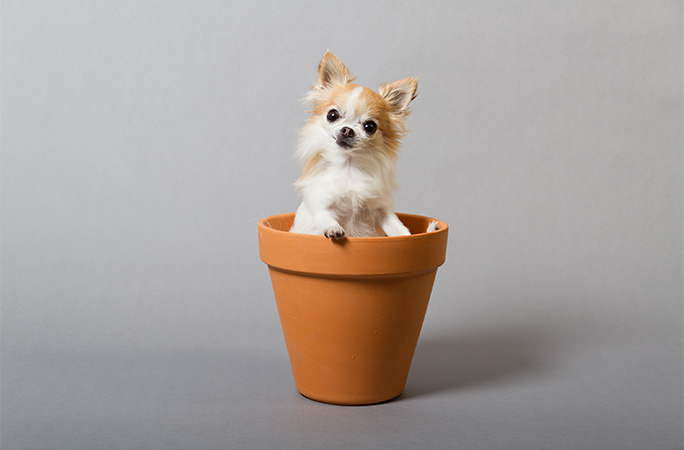 Cupcake in a plant pot