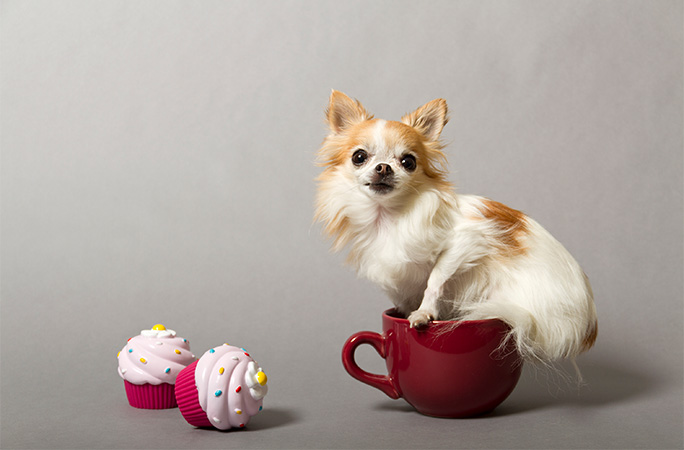 Cupcake in a tea cup