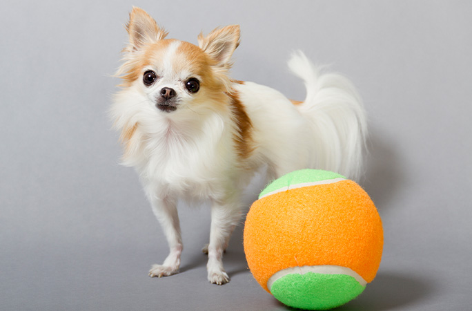 Cupcake next to a tennis ball