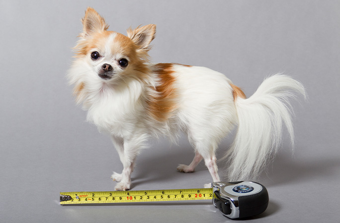Cupcake next to a measuring tape