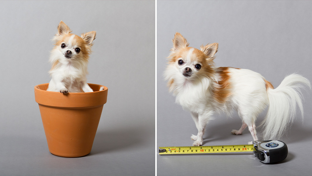 split image of Cupcake in a plant pot and next to a tape measure
